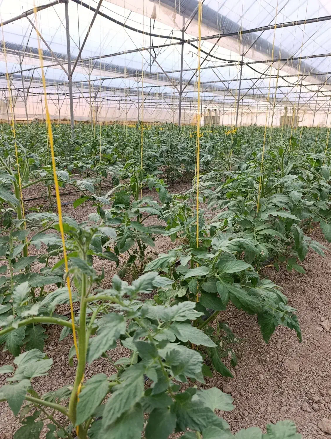 جذب ۴نفر نیرو خانم درگلخانه گوجه|استخدام صنعتی، فنی، مهندسی|کبودرآهنگ, |دیوار