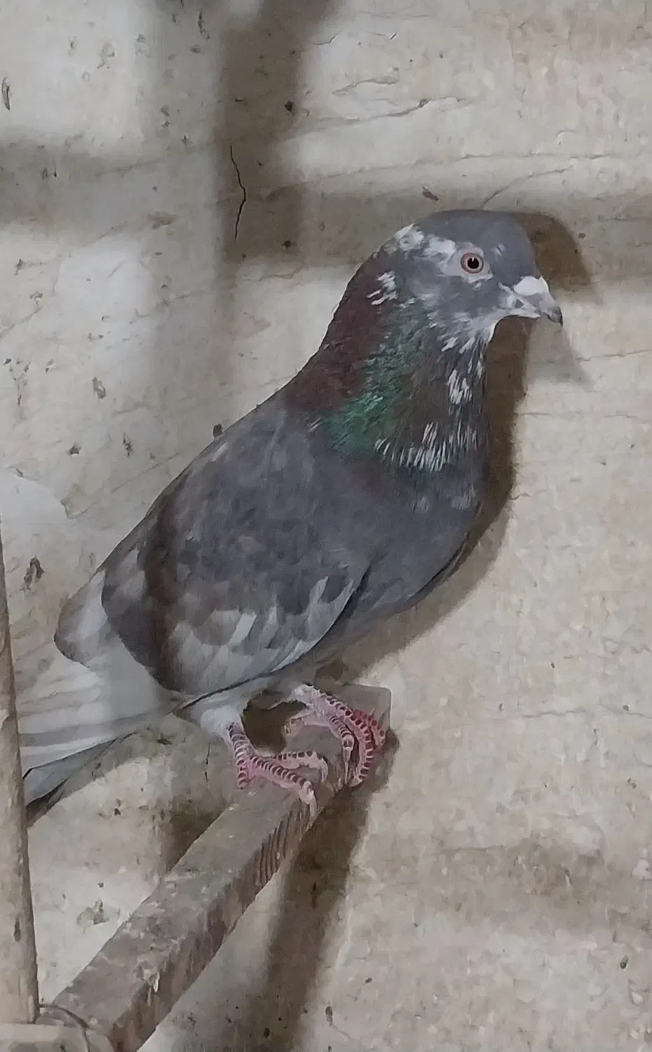 کبوترپرشی|پرنده|ری, فیروزآباد|دیوار