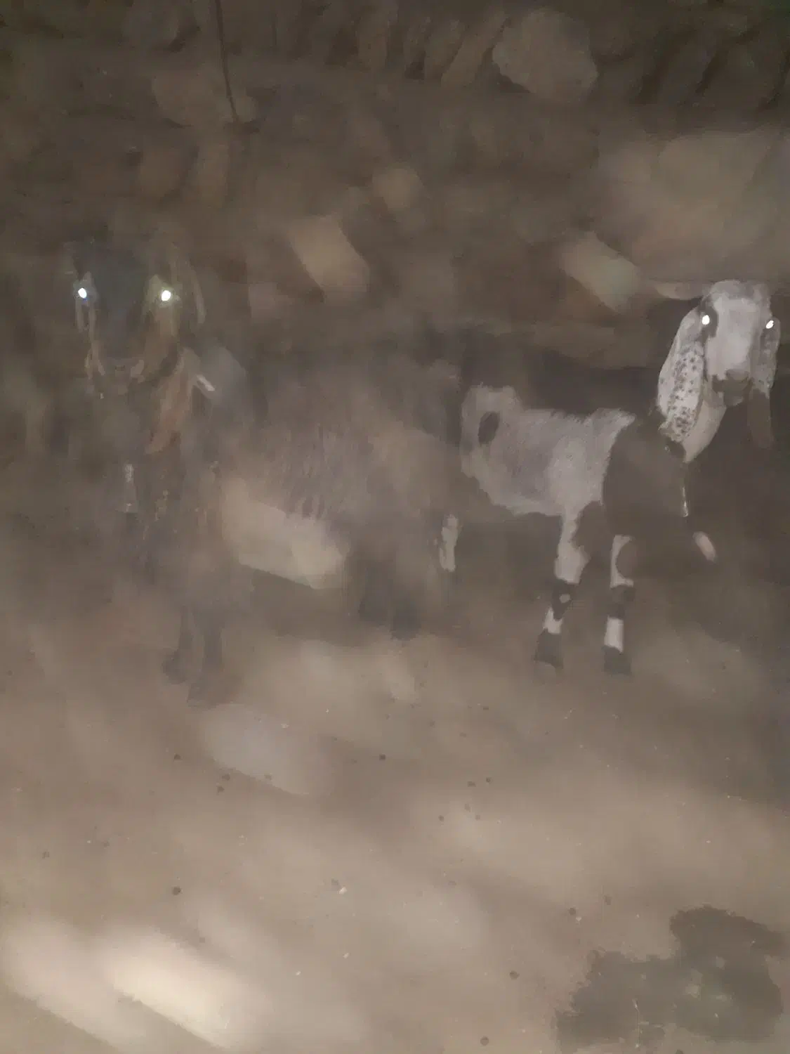 بز جوان|حیوانات مزرعه|بیرانوند, |دیوار