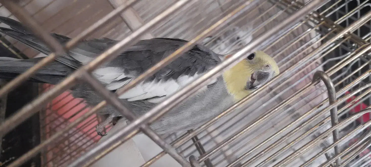 عروس هلندی دیروز گمشده|پرنده|آباده, |دیوار