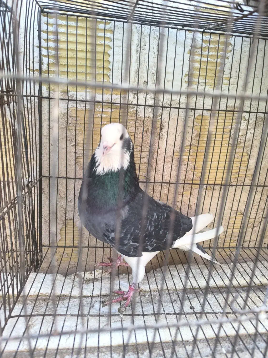 کفتر|پرنده|اصفهان, هفتون|دیوار