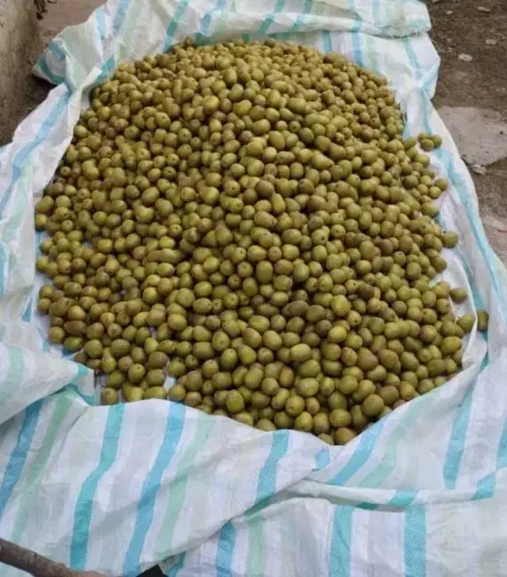 کیوی فروشی|خوردنی و آشامیدنی|رشت, جماران|دیوار