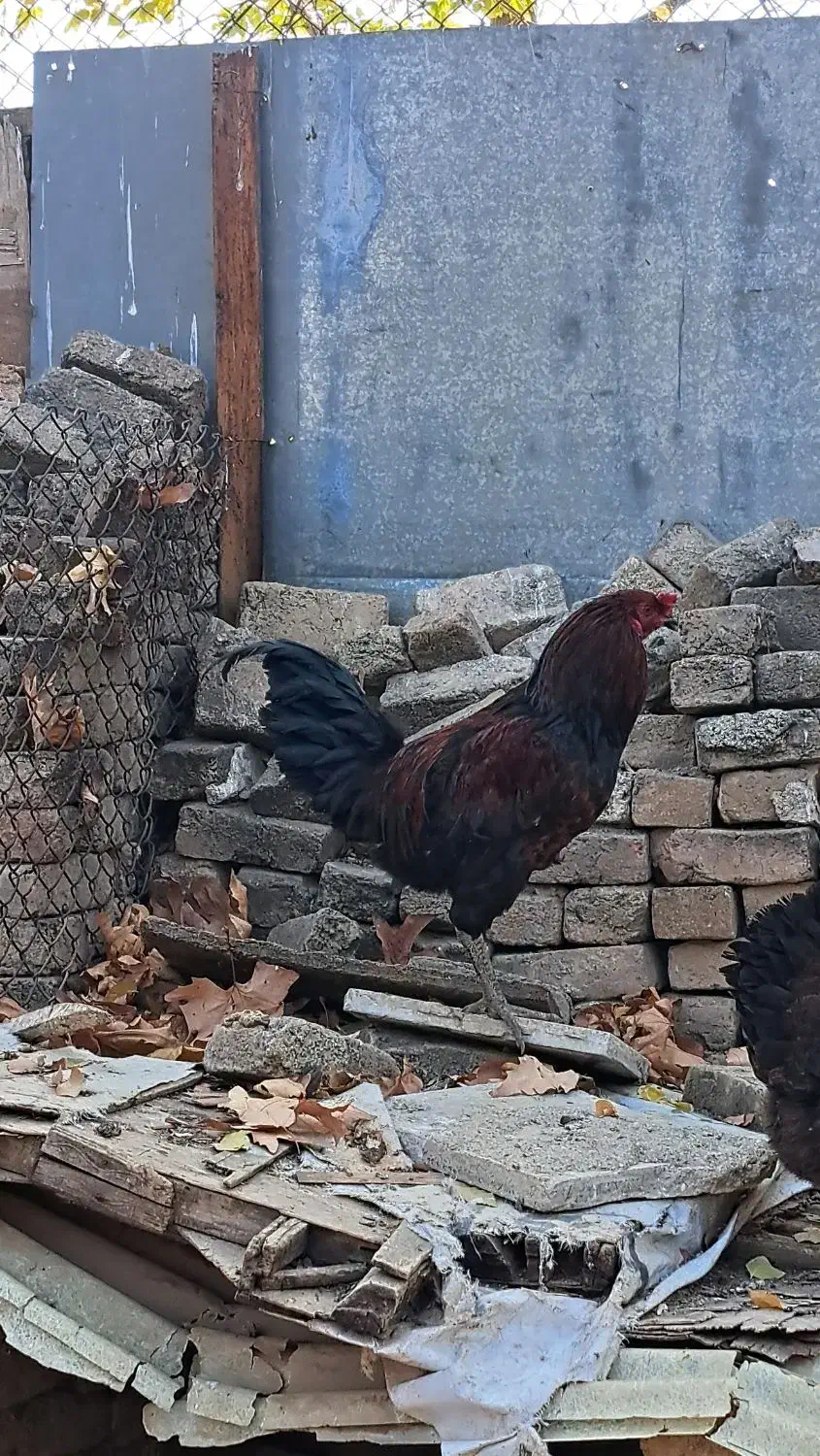 خروس جوان|حیوانات مزرعه|بروجرد, |دیوار