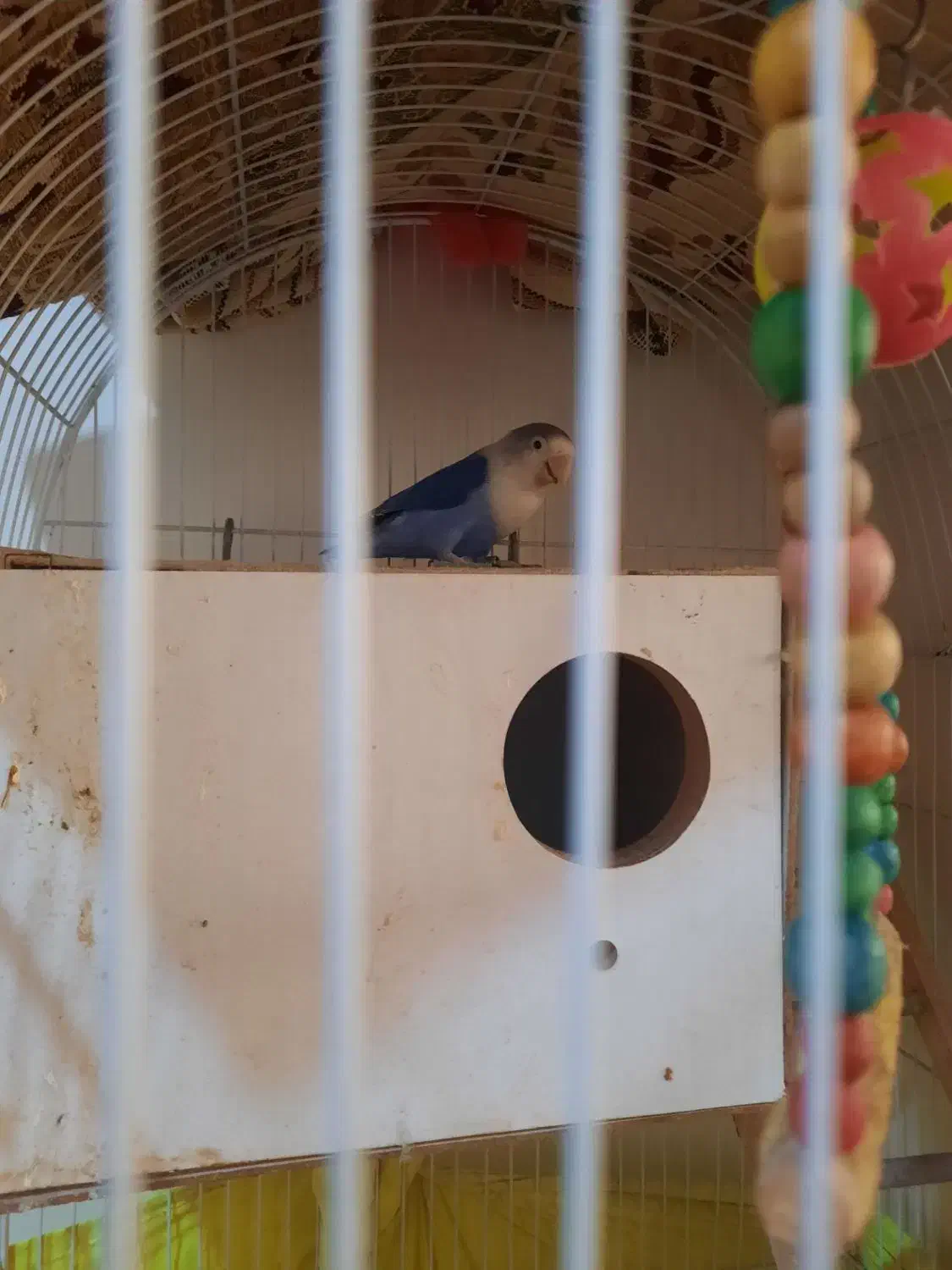 کوتوله برزیلی آبی رنگ،معاوضه با قناری یا فنچ گلدین|پرنده|تهران, زهتابی|دیوار