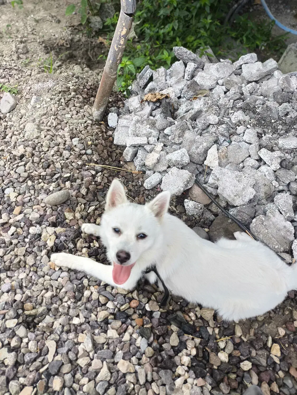 فروش سگ اشپیتز ۷ماهه|سگ|کلارآباد, |دیوار