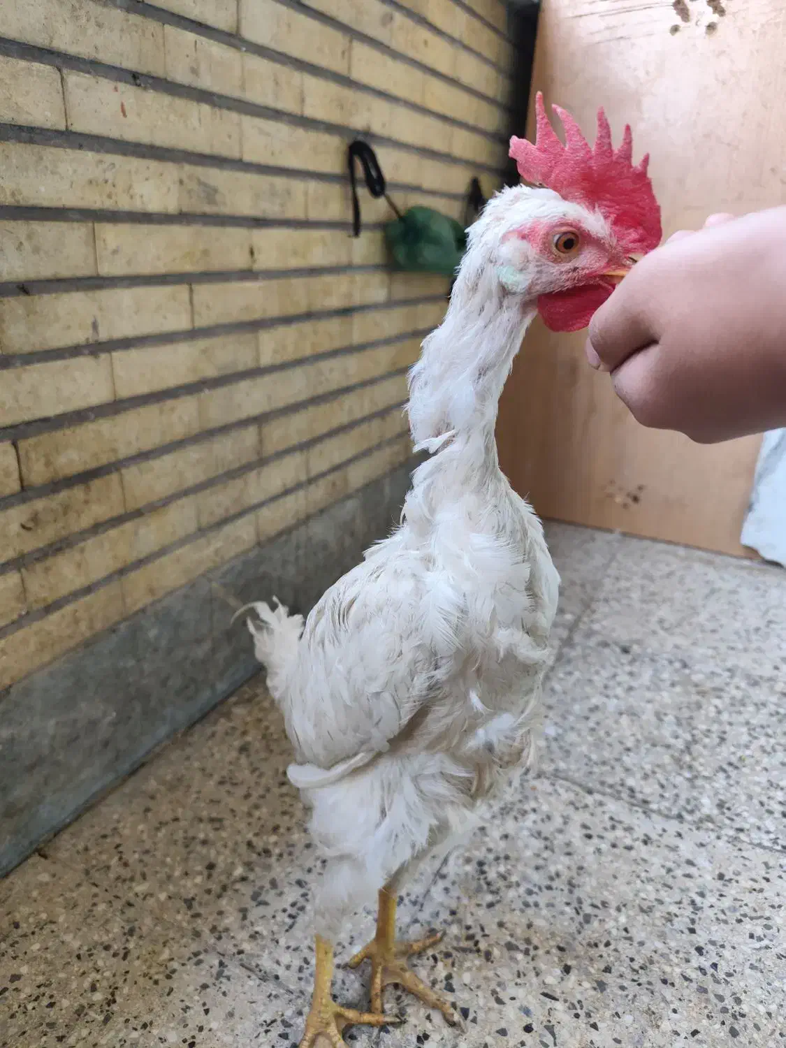 خروس سفید|حیوانات مزرعه|فولادشهر, B7|دیوار