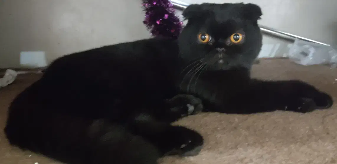 گربه نر اسکاتیس|گربه|خاش, |دیوار