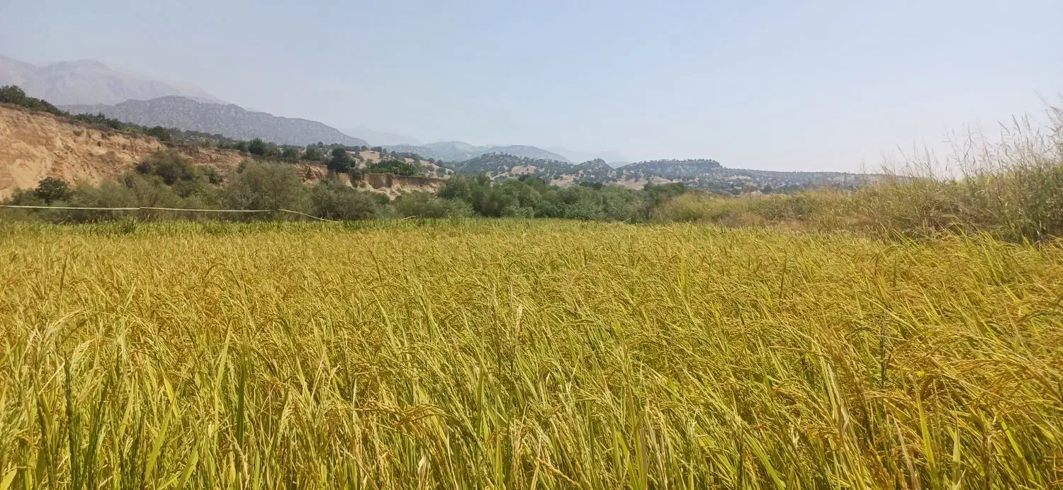 فروش برنج چمپا|خوردنی و آشامیدنی|لوداب, |دیوار