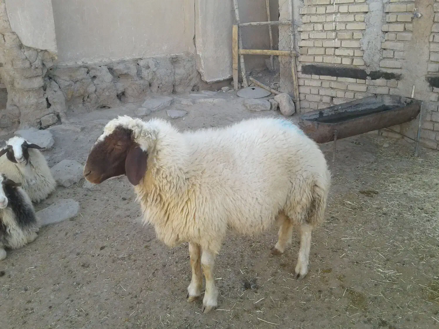 بره قوچ|حیوانات مزرعه|ماهیدشت, |دیوار