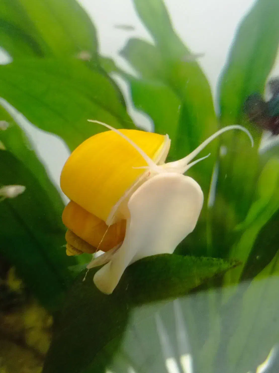 حلزون سیب|ماهی|گرگان, |دیوار