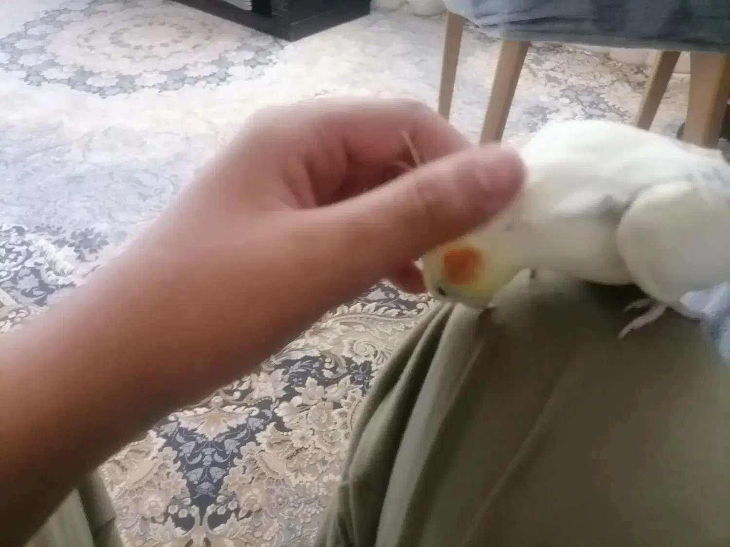 عروس هلندی|پرنده|تاکستان, |دیوار