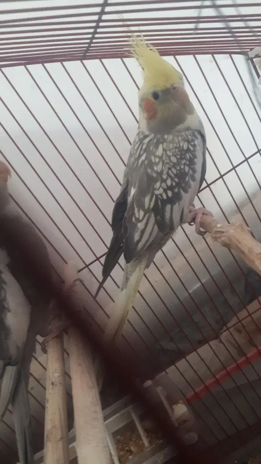 عروس هلند معاوضه با نر لوتینو|پرنده|دره شهر, |دیوار