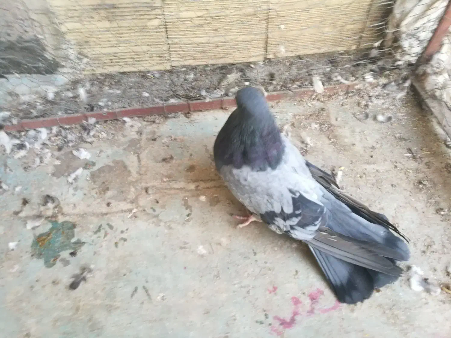 سرول لیمویی|پرنده|قشلاق دشت, |دیوار