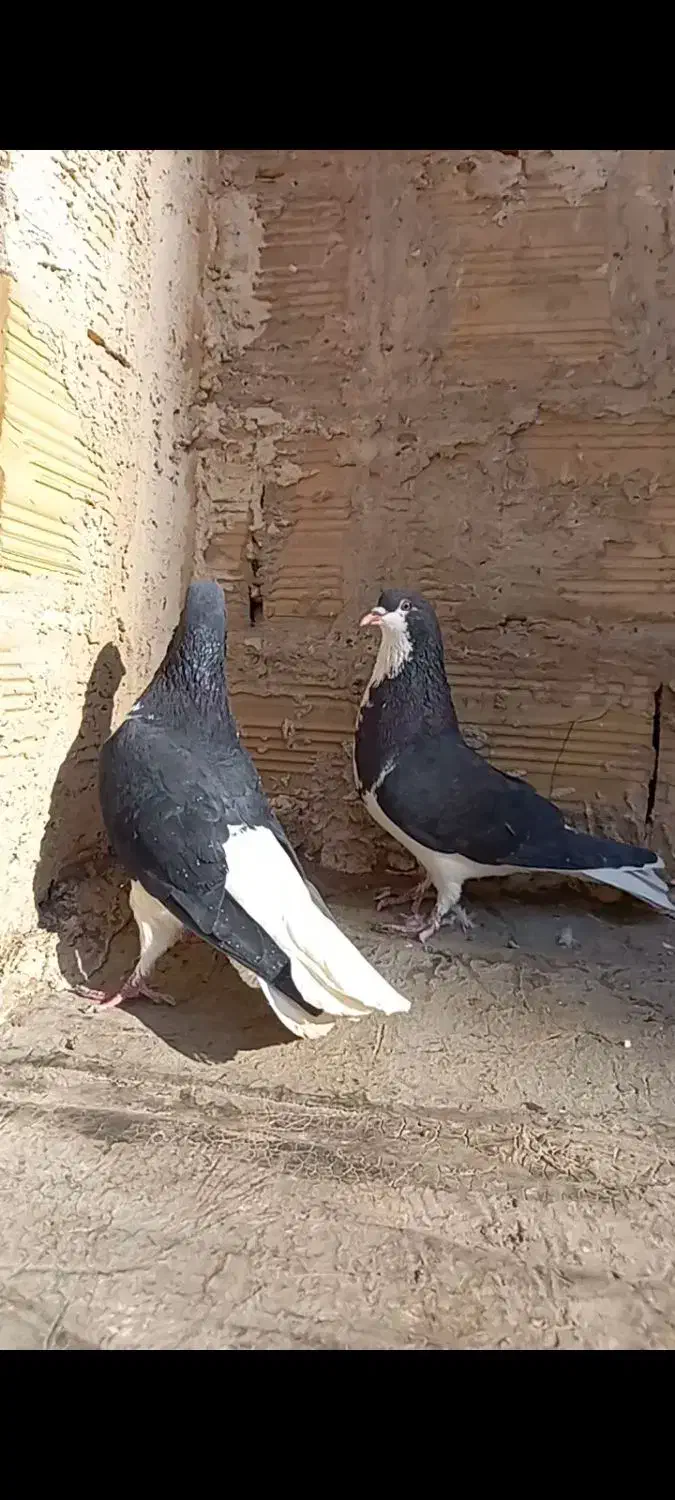 کبوتر خوشرنگ سیا پوش|پرنده|قزوین, |دیوار