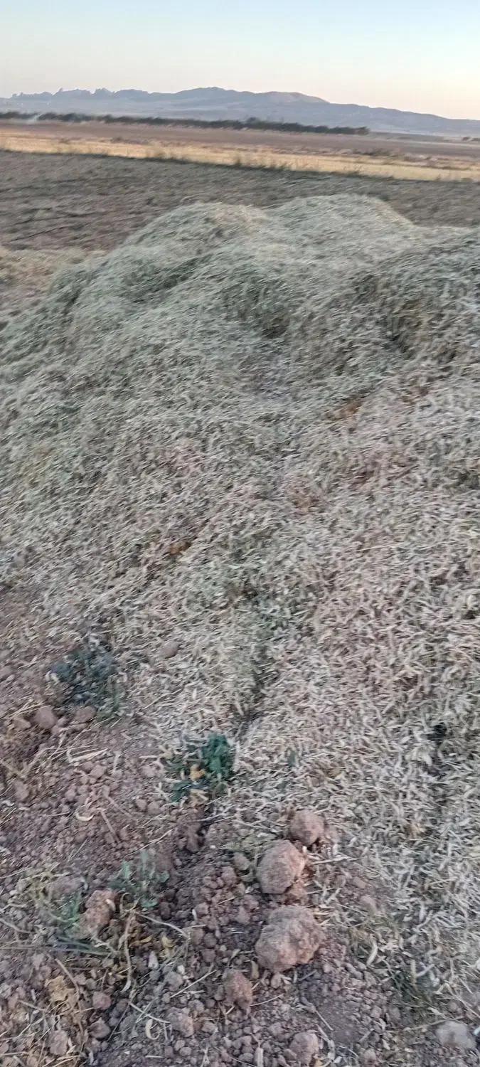 کاه لوبیا|لوازم جانبی حیوانات|قیدار, |دیوار