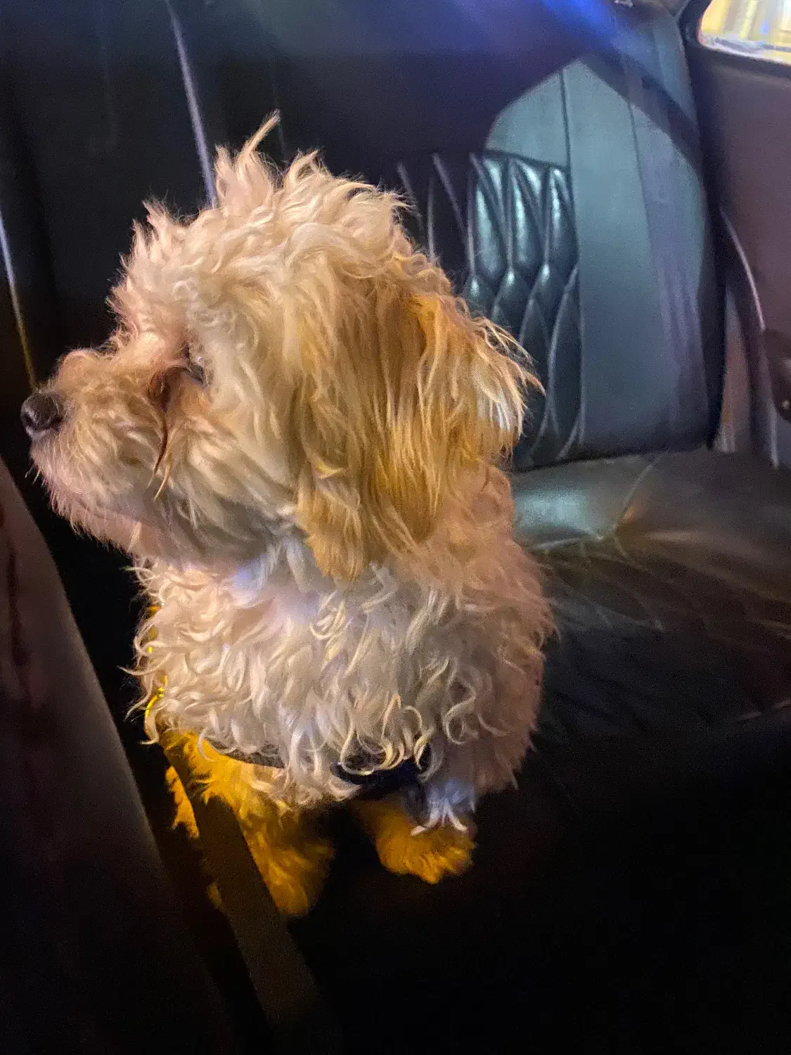 سگ نژاد تریر|سگ|اردبیل, |دیوار