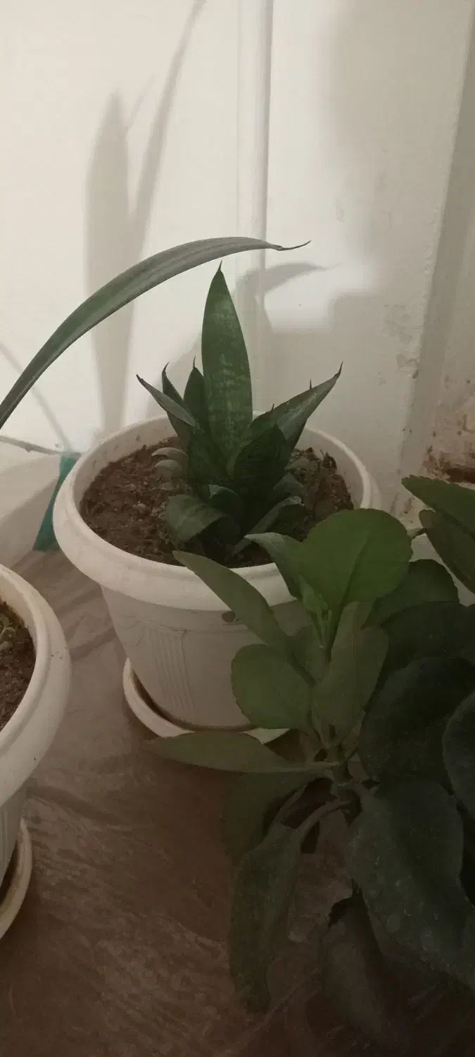 گل فروشی|گل و گیاه طبیعی|دورود, |دیوار