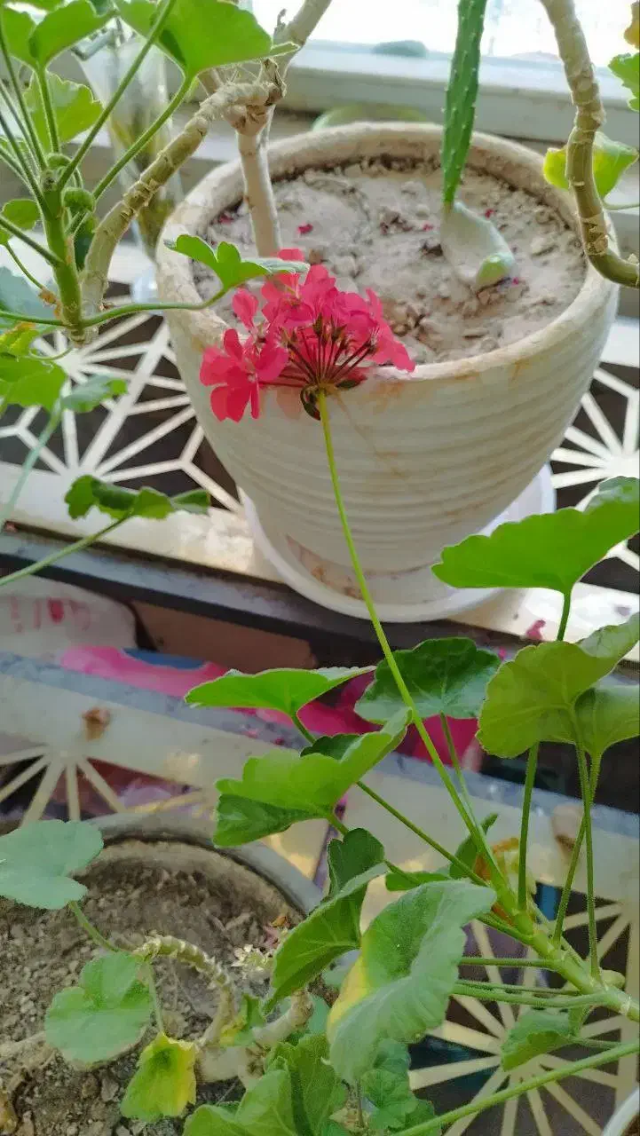 فروش تعدادی گل آپارتمانی|گل و گیاه طبیعی|شاهینشهر, عطار|دیوار