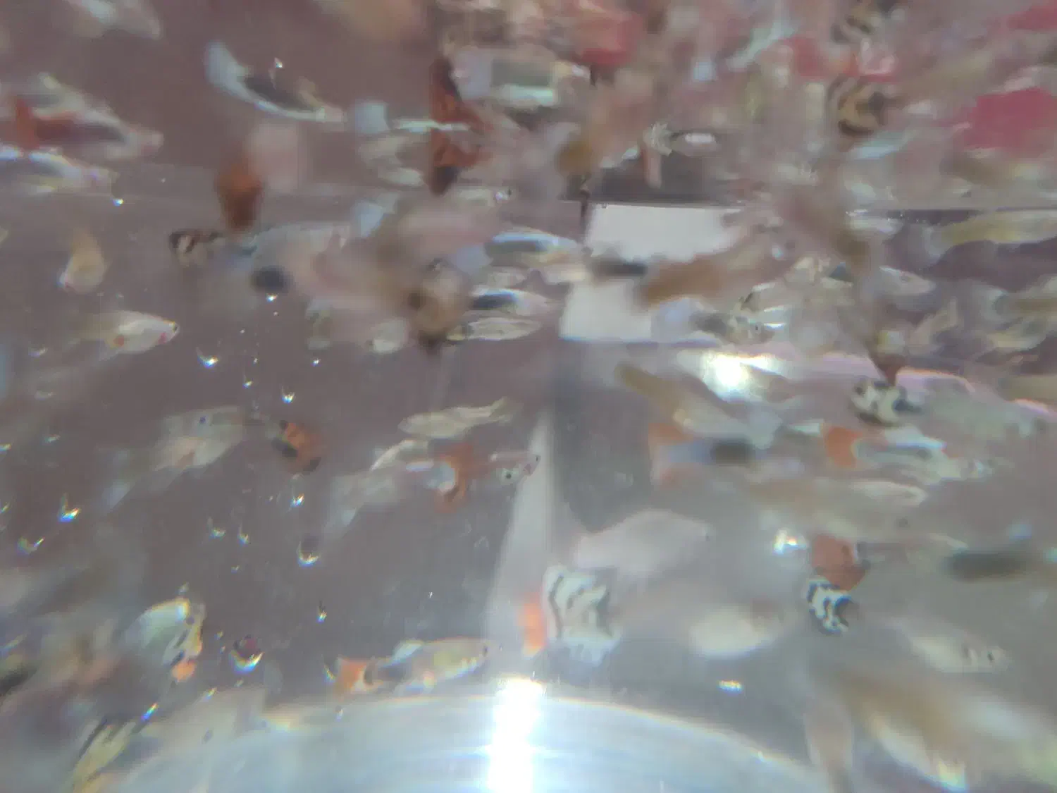 ماهی گوپی اکواریوم|ماهی|گنبد کاووس, |دیوار