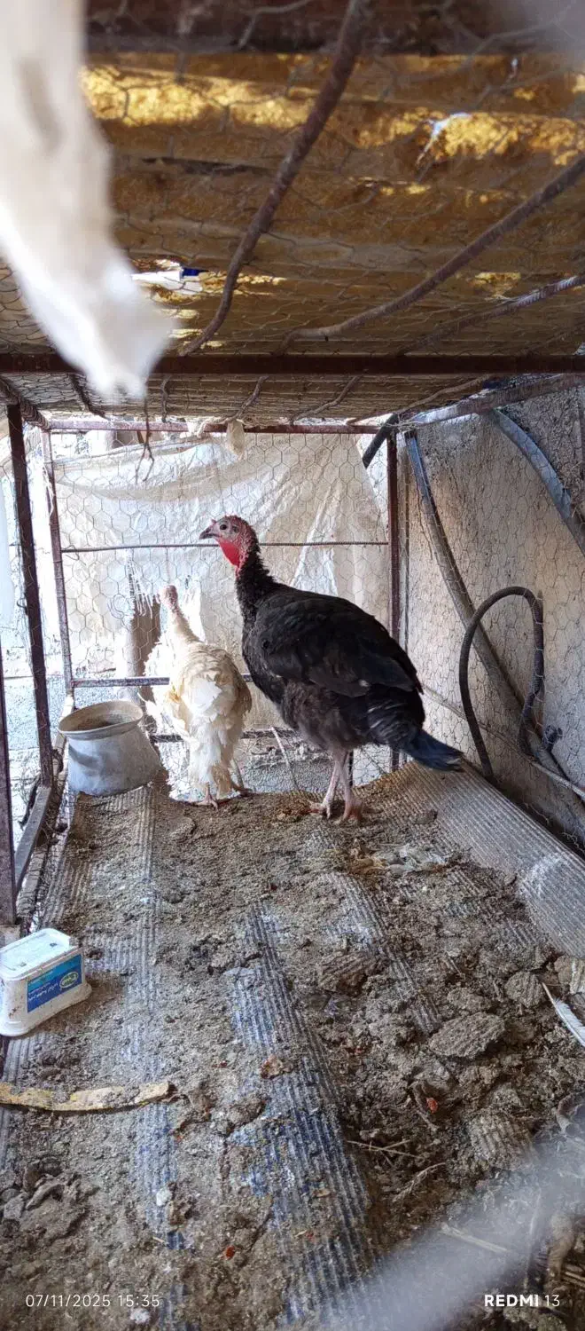 بوقلمون|حیوانات مزرعه|خاش, |دیوار