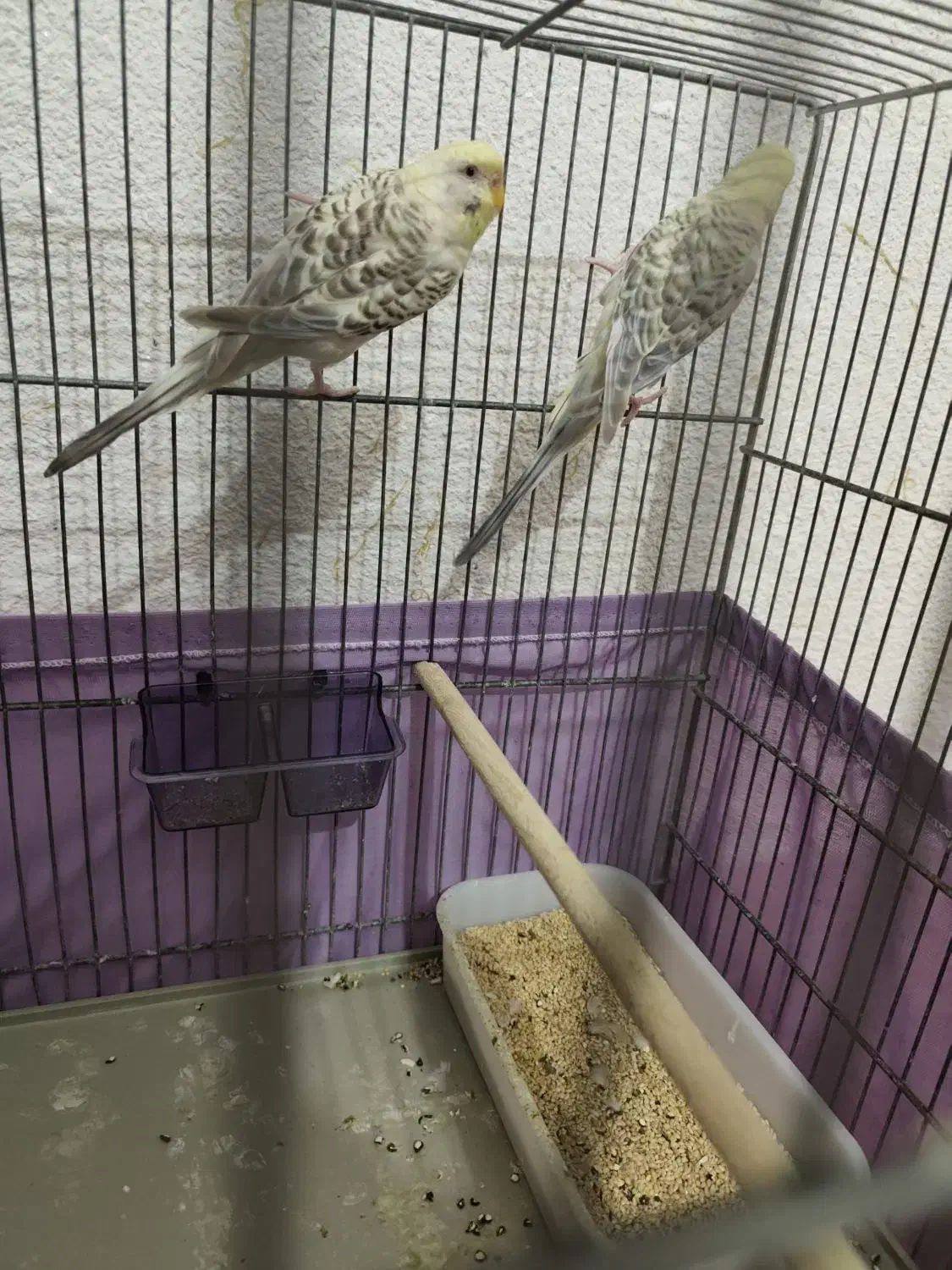 مرغ عشق خالدار چشم قرمز|پرنده|بندرعباس, |دیوار