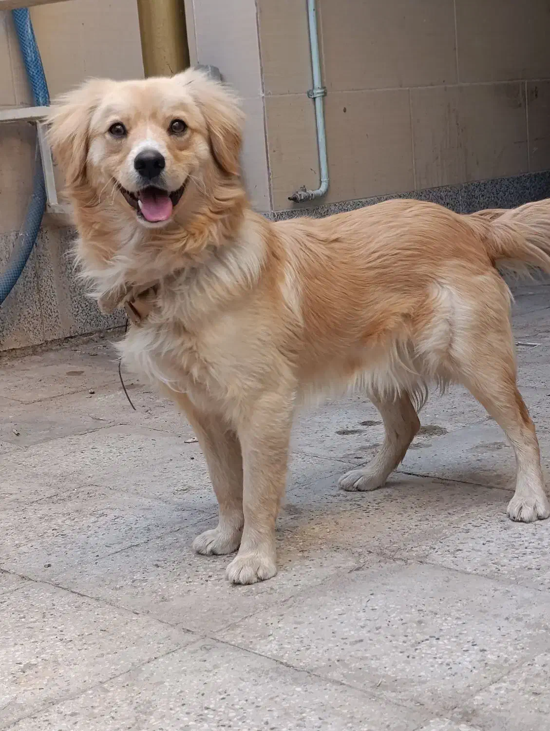 پاپی نر|سگ|تربت جام, خیرآباد|دیوار