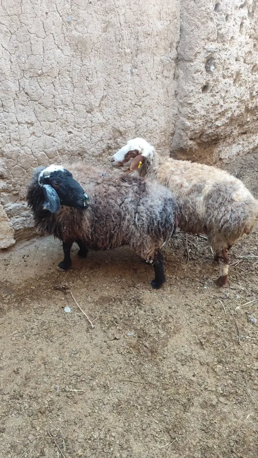 میش آبستن|حیوانات مزرعه|قهستان, |دیوار