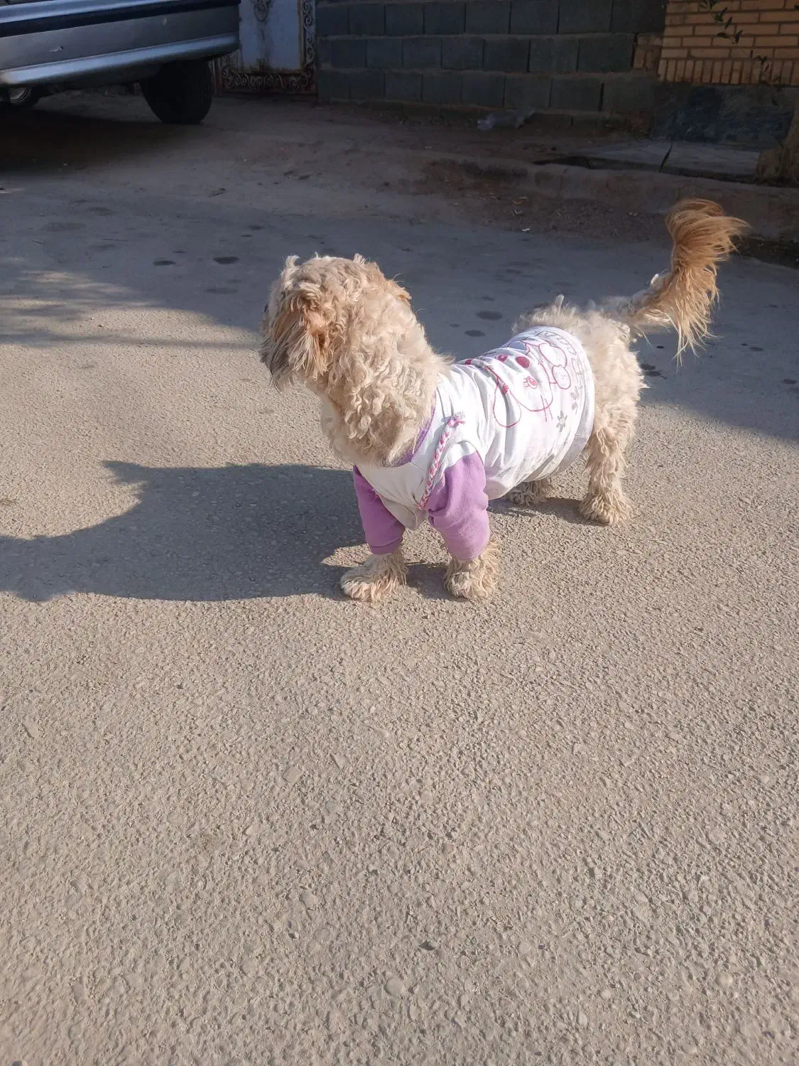 سگ خانگی فهمیده|سگ|طبس, |دیوار