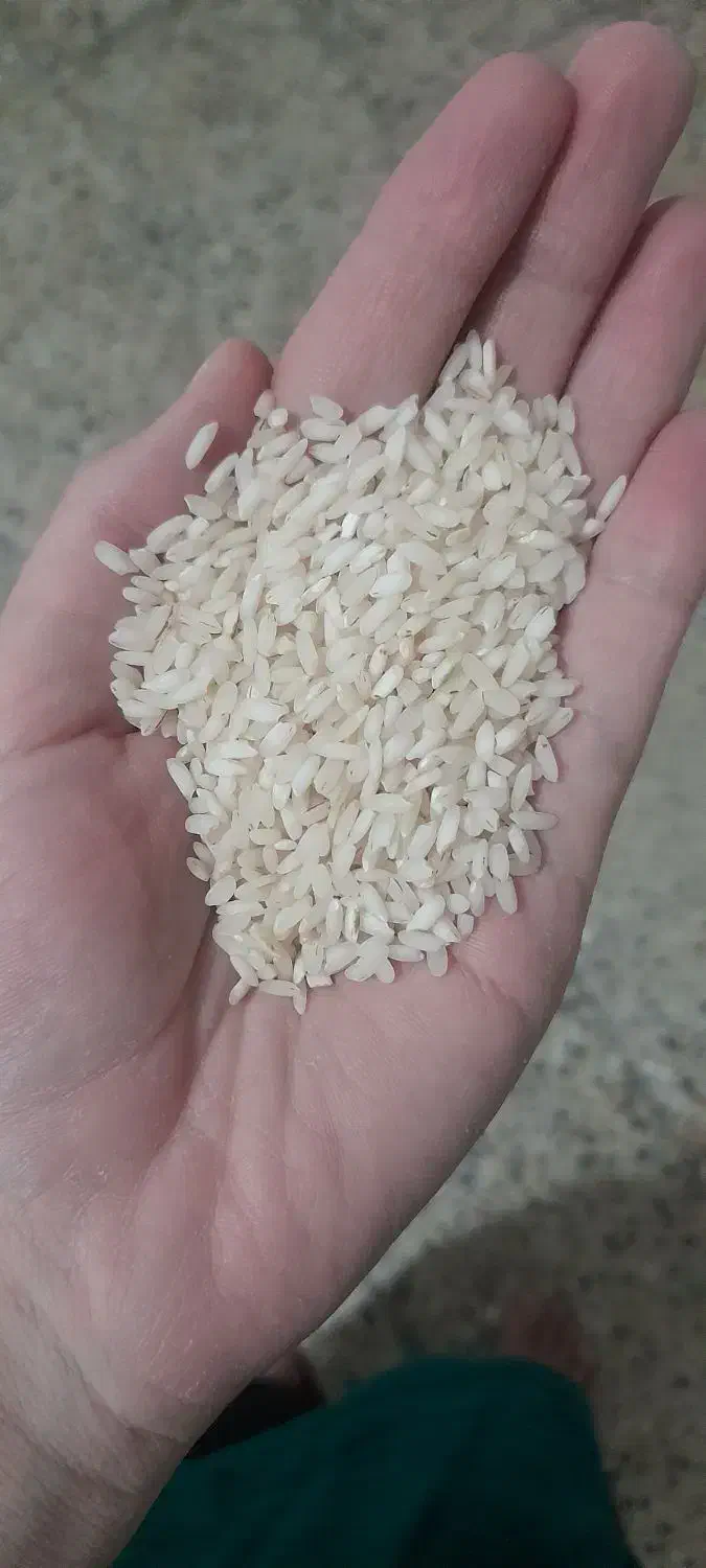 برنج|خوردنی و آشامیدنی|ایلام, |دیوار