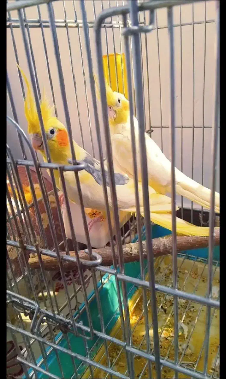 عروس هلندی جفت|پرنده|ری, دولت‌آباد|دیوار