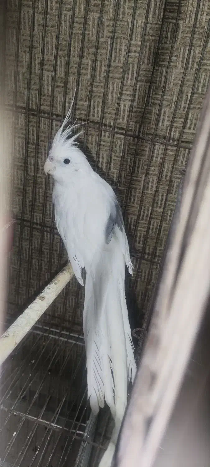 عروس هلندی|پرنده|مسجد سلیمان, |دیوار