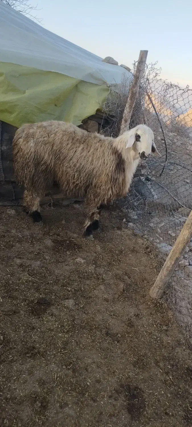 قوچ|حیوانات مزرعه|فیروزآباد (فارس), |دیوار