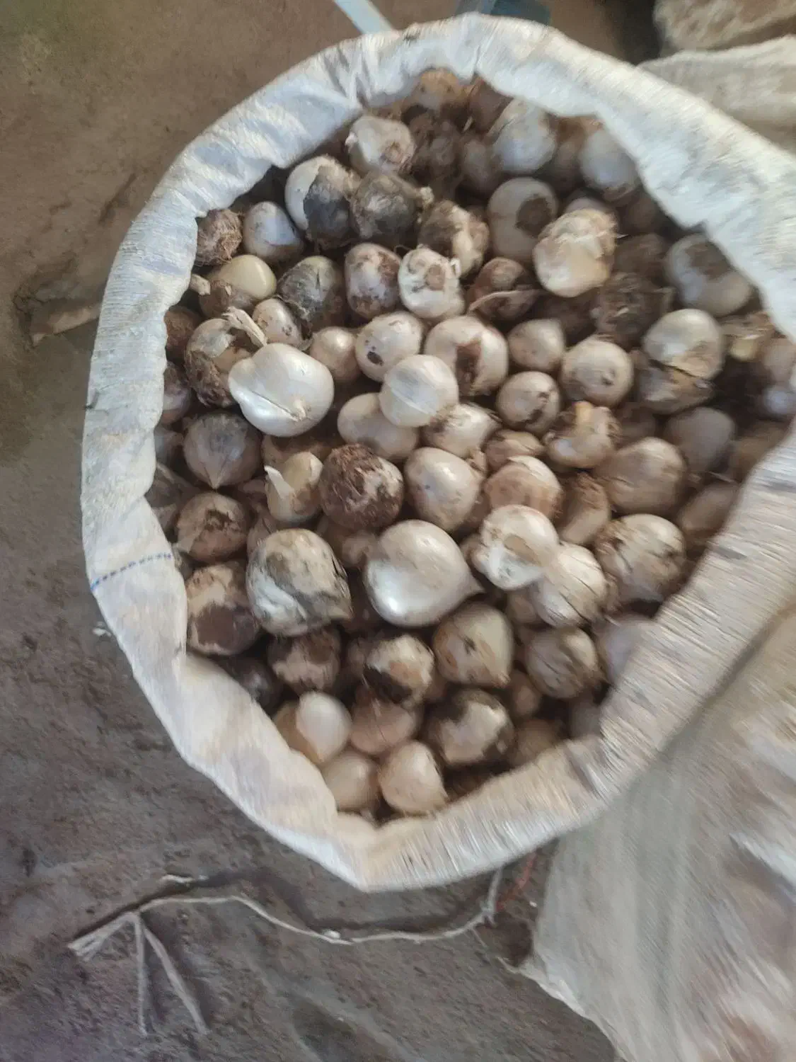 موسیر کوهی|خوردنی و آشامیدنی|نجف‌آباد, گلدشت|دیوار