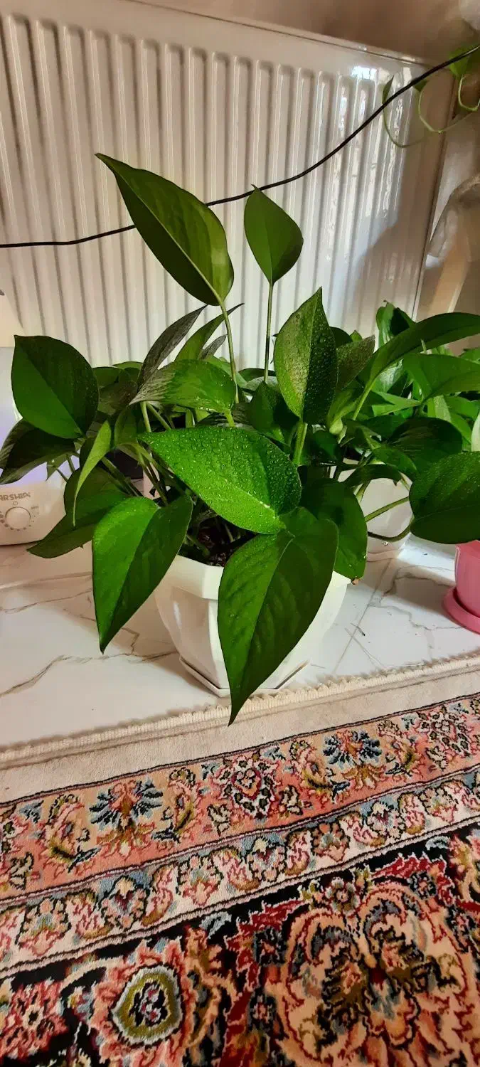 ۲عدد گل پتوس|گل و گیاه طبیعی|اصفهان, شهرک میلاد|دیوار