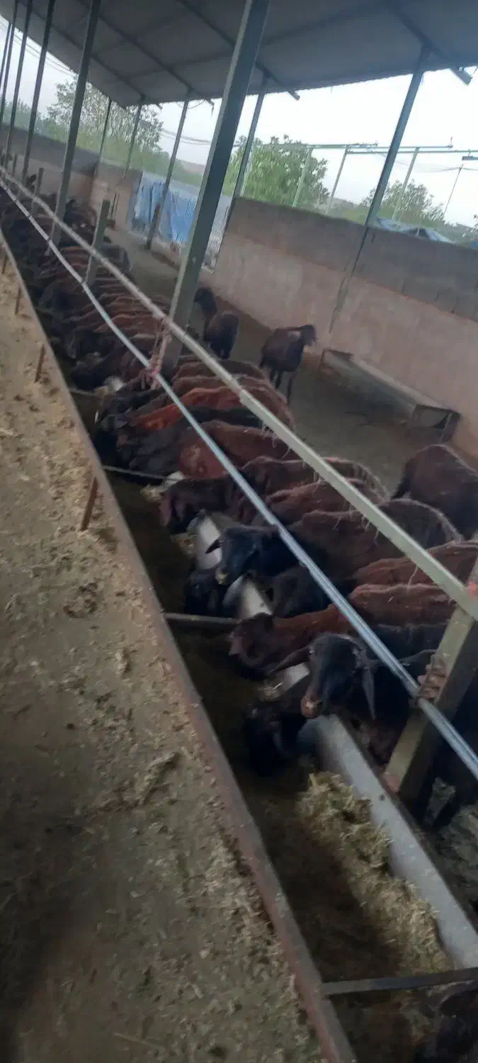 فروش ۲۰۰راس بره|حیوانات مزرعه|شیراز, آبیاری|دیوار