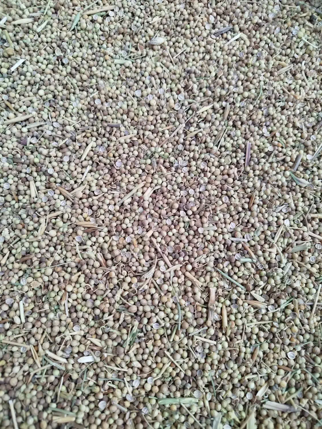 گشنیز تراکتوری|عمدهفروشی|نهاوند, |دیوار