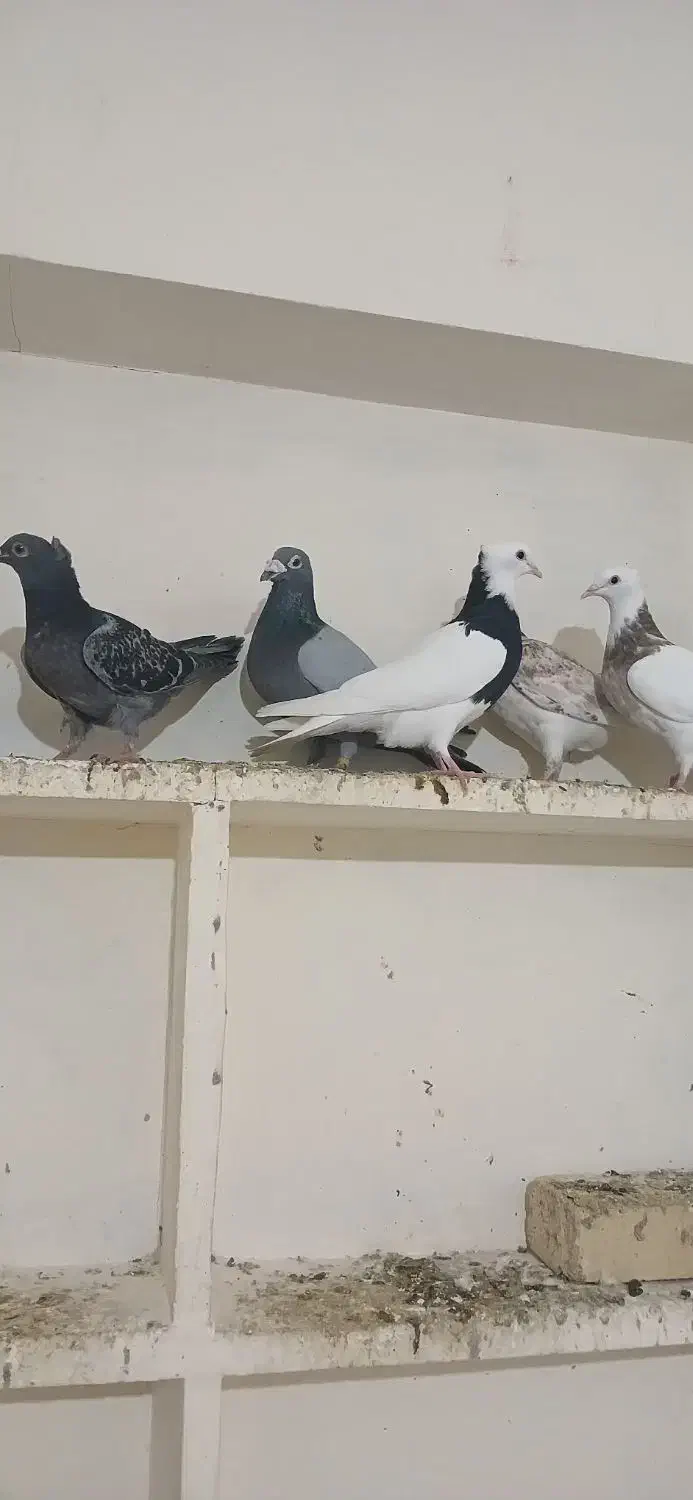 کبوتر پرشی|پرنده|جلگه شوقان, |دیوار