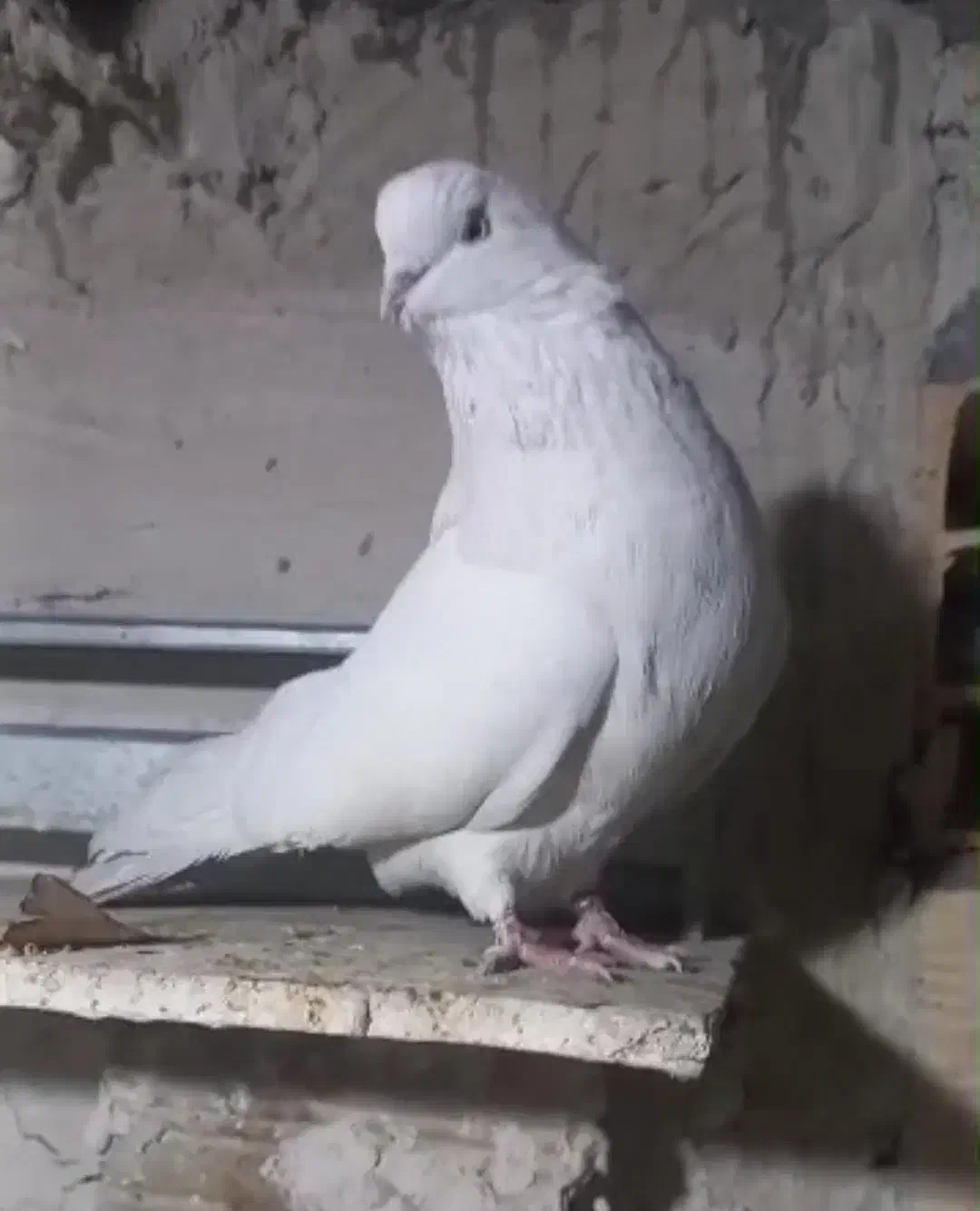 کبوتر سفید|پرنده|ارومیه, |دیوار