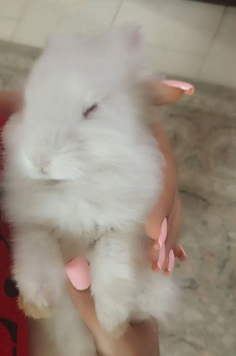 خرگوش پسر دو ماهه دستی دستی|موش و خرگوش|پردیس, فاز ۱۱|دیوار