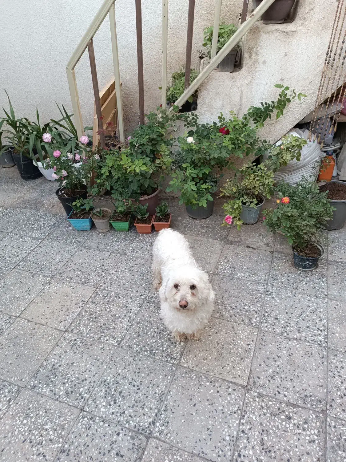 کمشده|سگ|خرمآباد, |دیوار