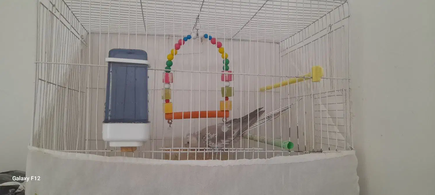 عروس هلندی|پرنده|رشتخوار, |دیوار