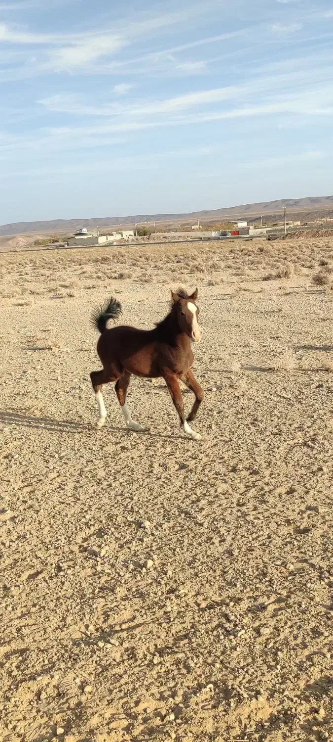 کره نریون دره شور|اسب و تجهیزات اسبسواری|سیرجان, |دیوار