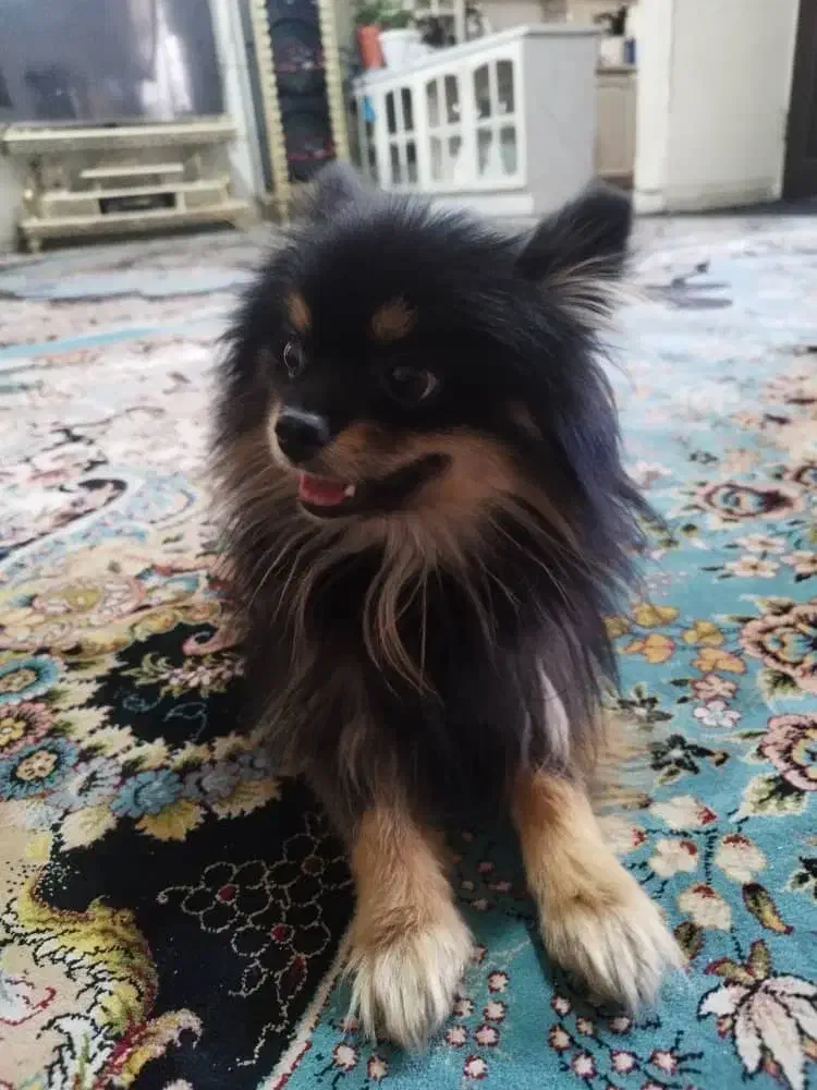 سگ گمشده|حیوانات|تهران, فرحزاد|دیوار