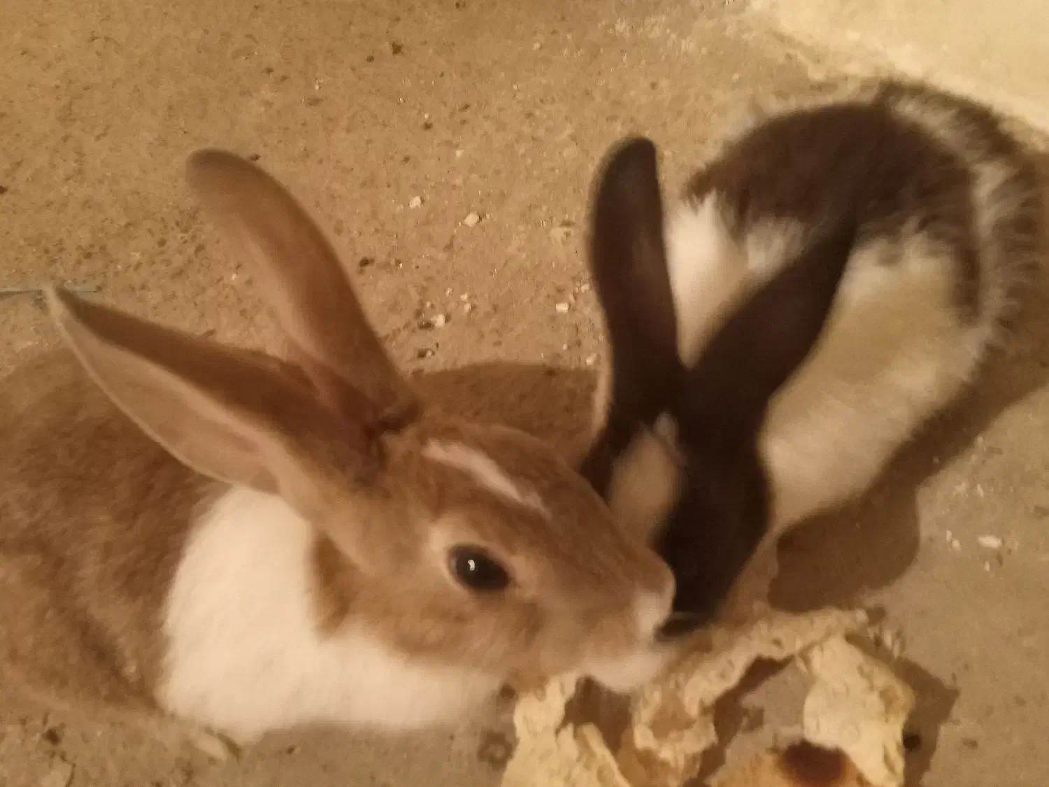 خرگوش ملوس زیبا|موش و خرگوش|سنندج, |دیوار