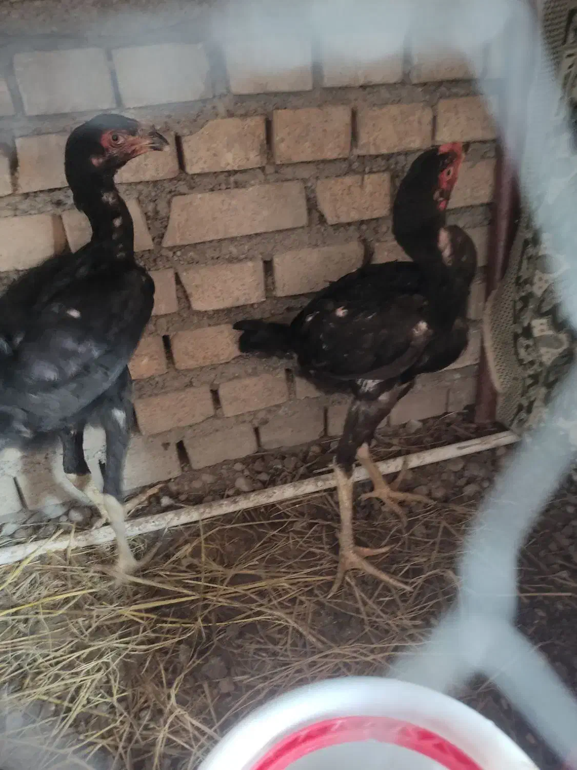 جوجه لاری 3 ماهه مرغ و خروس افغان|حیوانات مزرعه|خان ببین, |دیوار