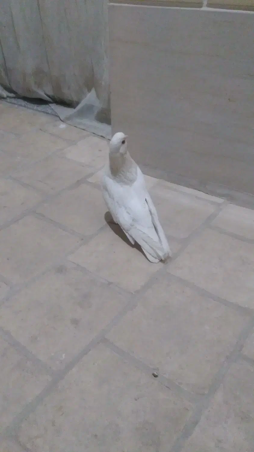 کبوتر ماده سفید تهرانی|پرنده|اردکان, |دیوار
