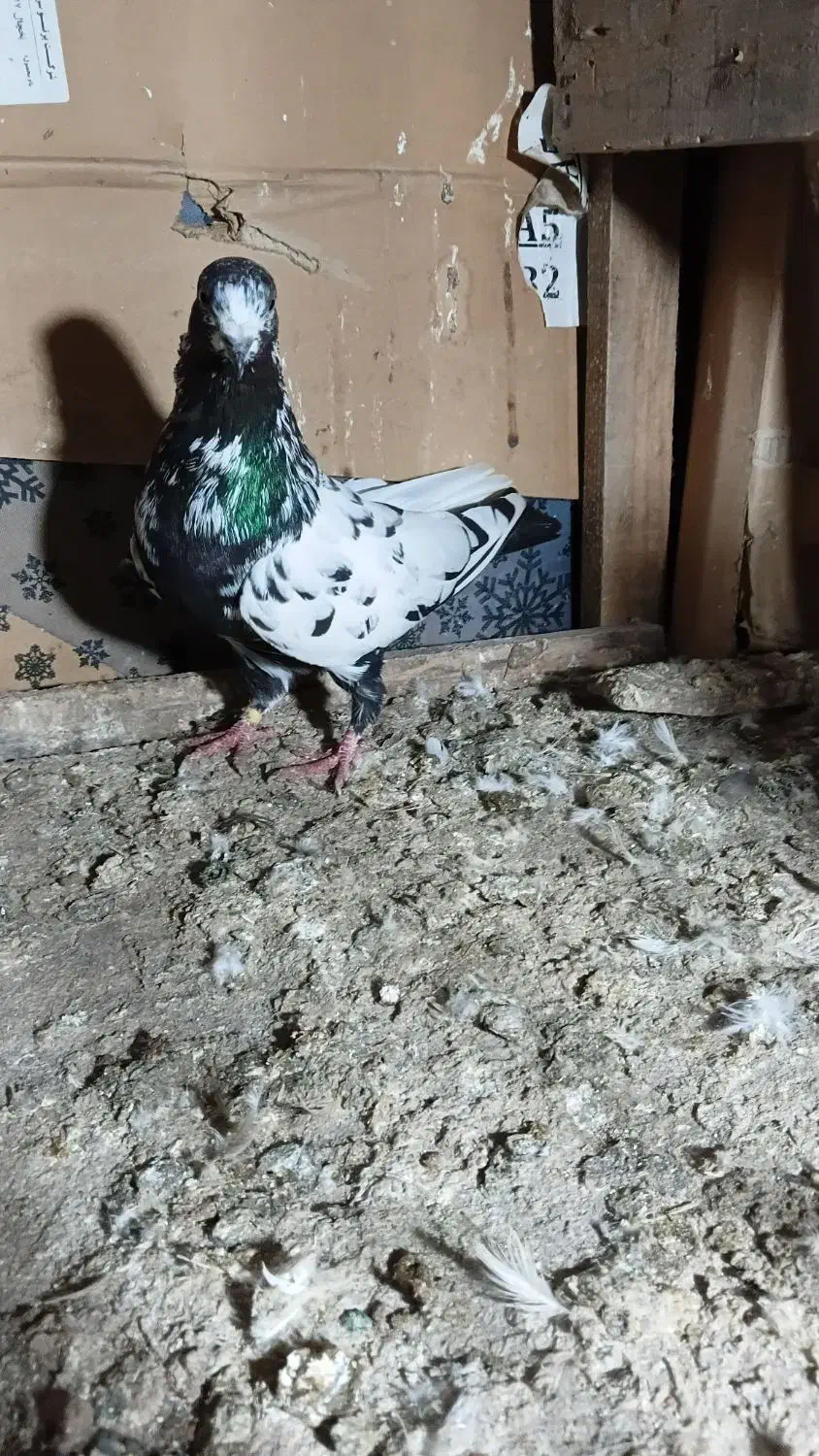 کبوتر|پرنده|لولمان, |دیوار