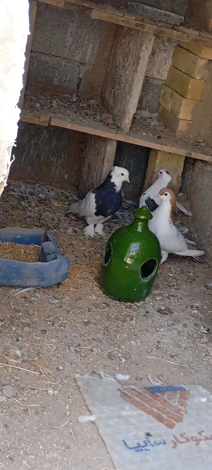 کبوتر طوقی|پرنده|روانسر, |دیوار