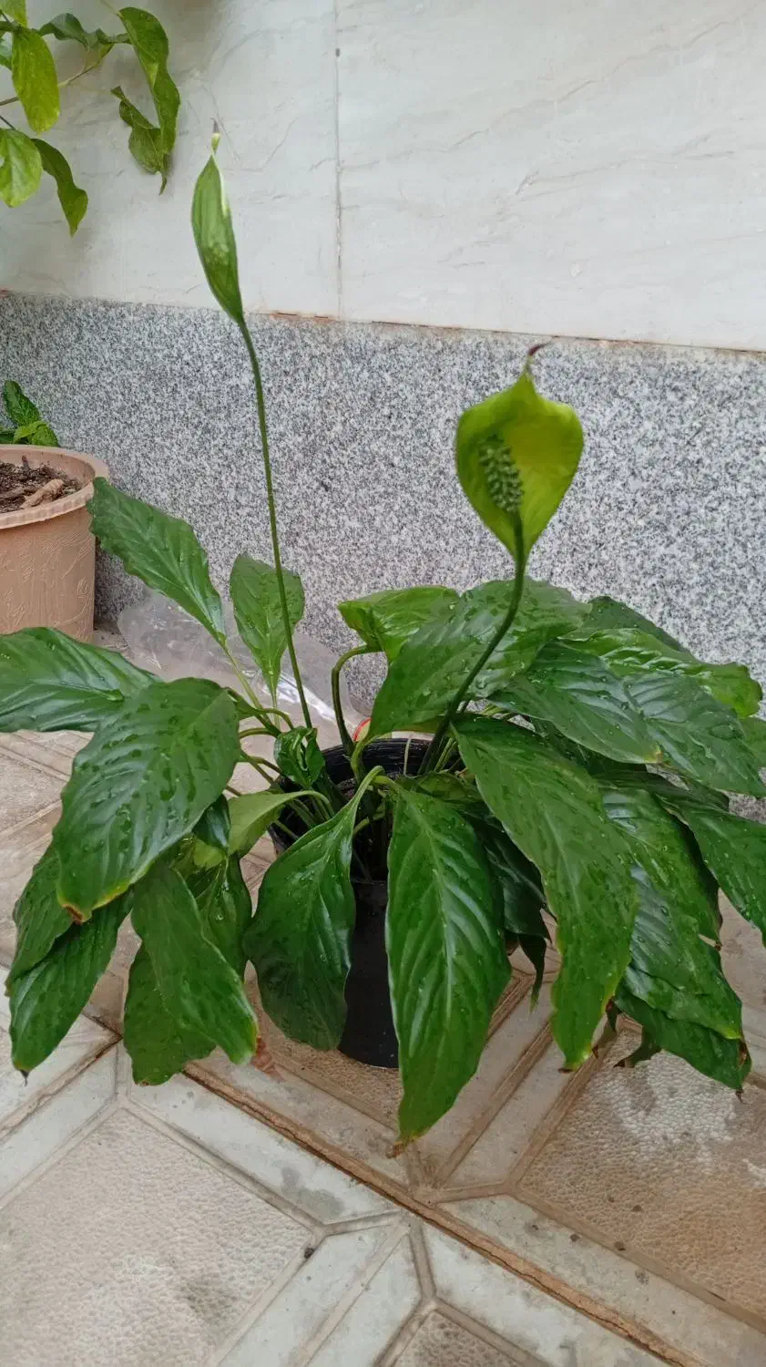 حسن یوسف|گل و گیاه طبیعی|اهر, |دیوار