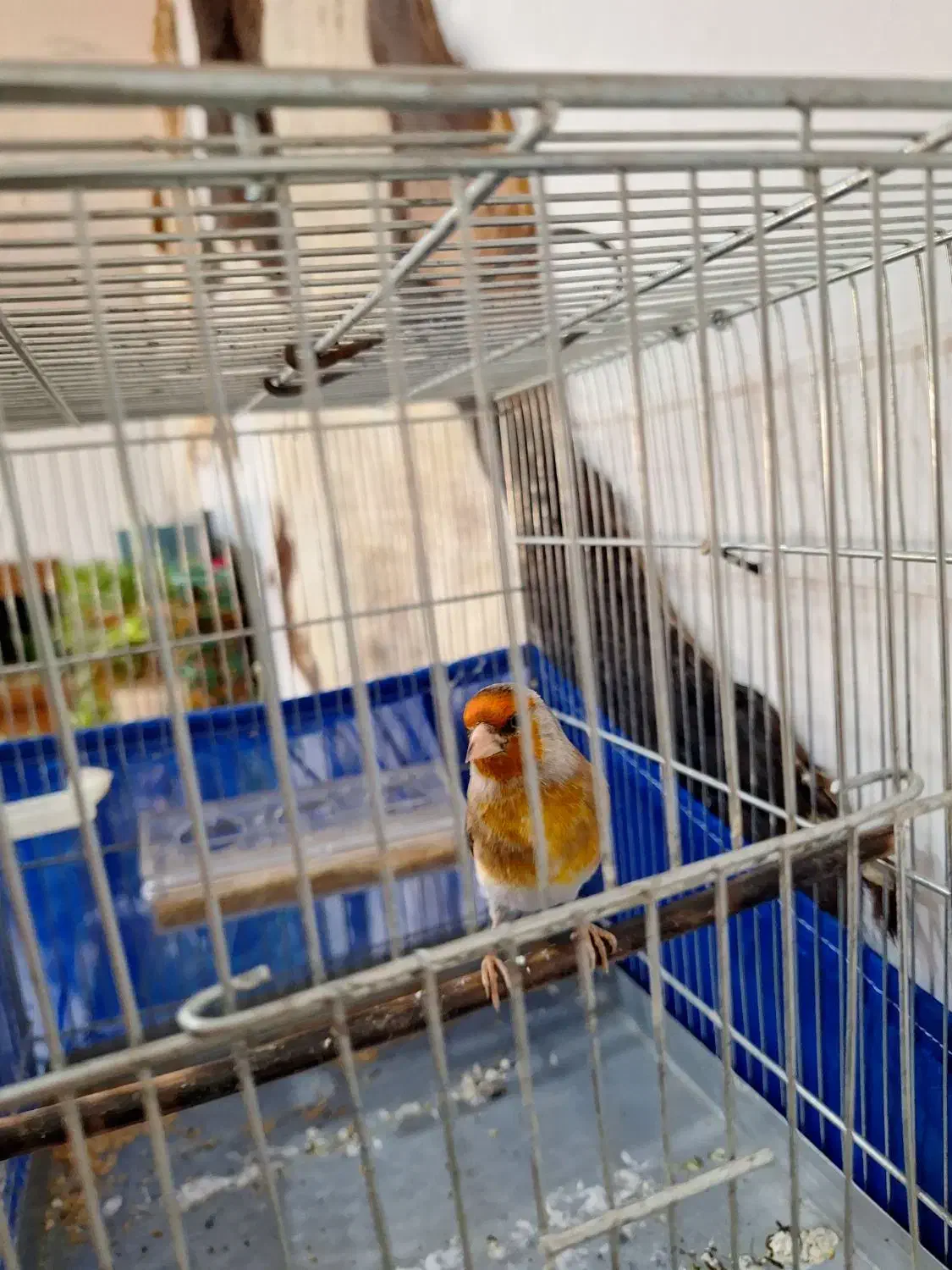 سهرقناری نر خوش رنگ کشیده لر بخون|پرنده|پاکدشت, حصار امیر|دیوار